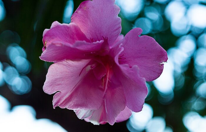 Comment_faire_des_boutures_de_laurier_rose_dans_l_eau_?_Un_guide_pour_les_amoureux_de_la_maison_et_du_jardin