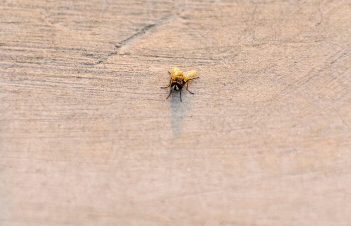 Invasion_de_petites_mouches_à_la_maison_:_comment_y_faire_face_?
